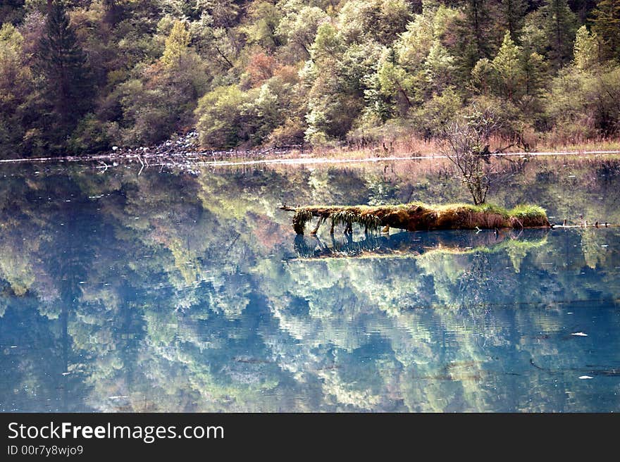 A trunck like a crocodile in water, in JiuZhai valley, SiChuan, China. A trunck like a crocodile in water, in JiuZhai valley, SiChuan, China