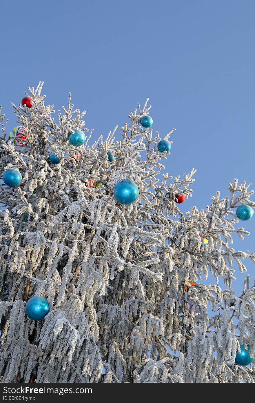 The Christmas tree in hoarfrost on the sky background