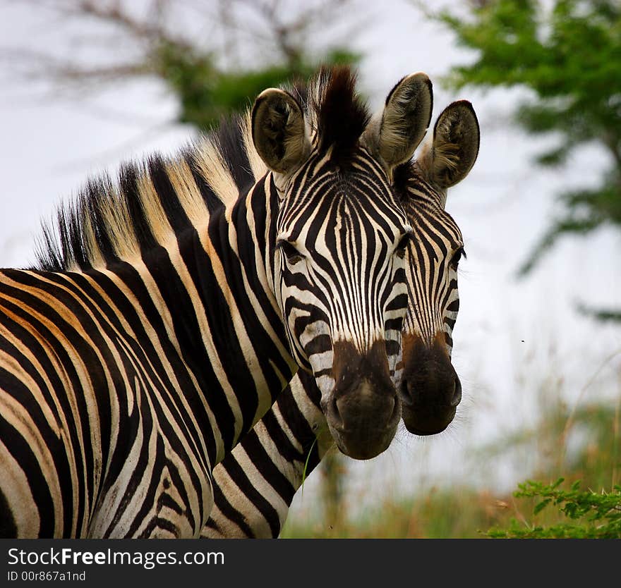 Two zebra brothers standing together looking at camera