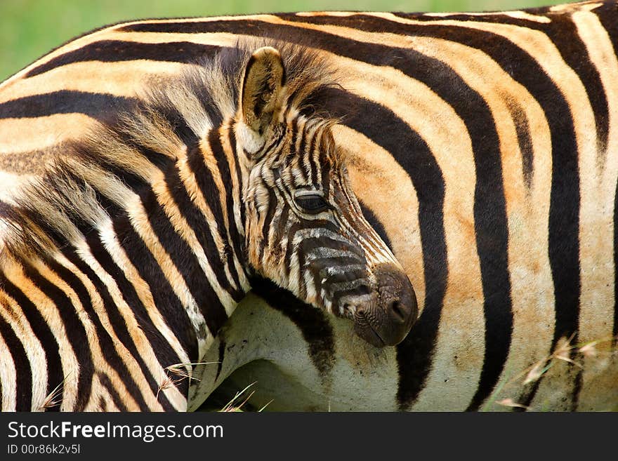 Baby zebra beeing protected by his mother