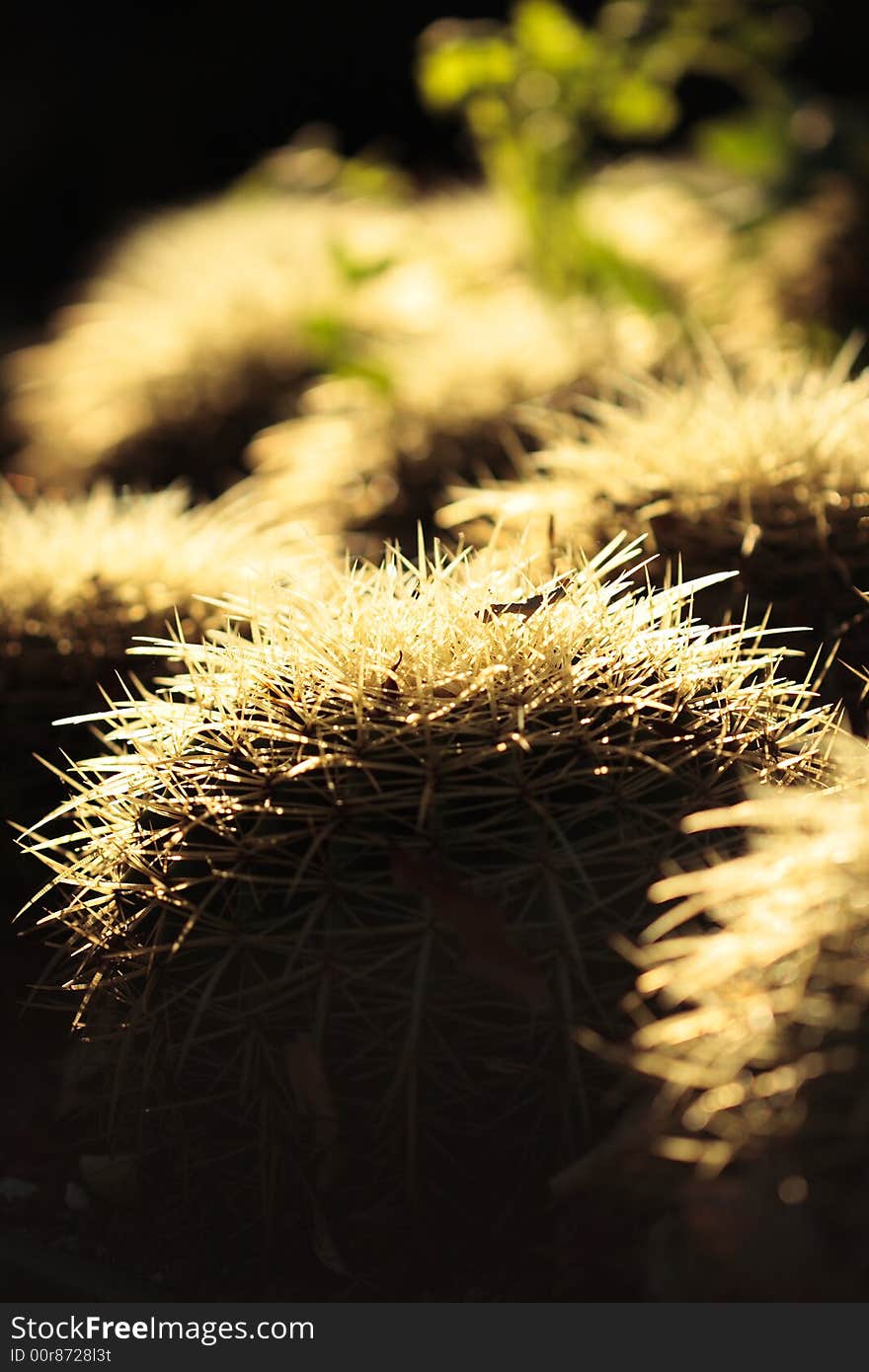 Cactus like plants, spikey and round shape. Captured at Royal Botanical Garden, Sydney Australia. Cactus like plants, spikey and round shape. Captured at Royal Botanical Garden, Sydney Australia