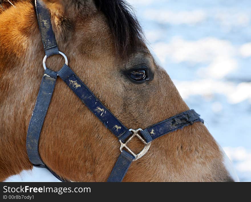 Beautiful horse in close up in the winter. Beautiful horse in close up in the winter.