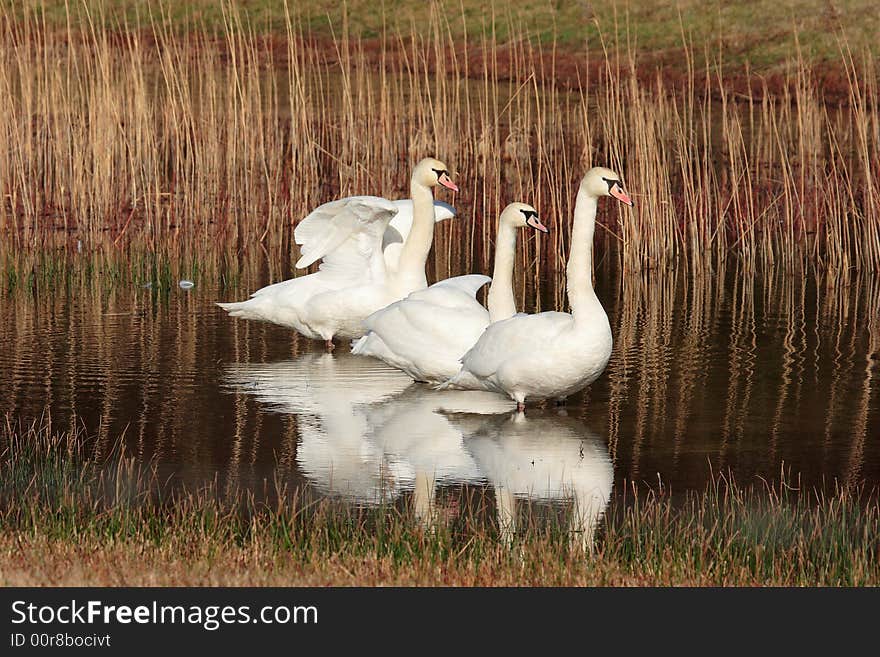 Three swans