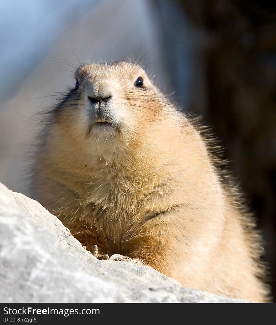 Prairie dog on the stone. Prairie dog on the stone