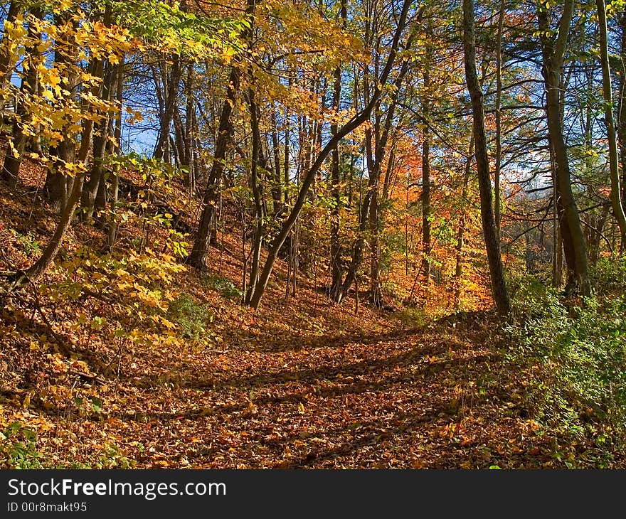 Bright Autumn Day