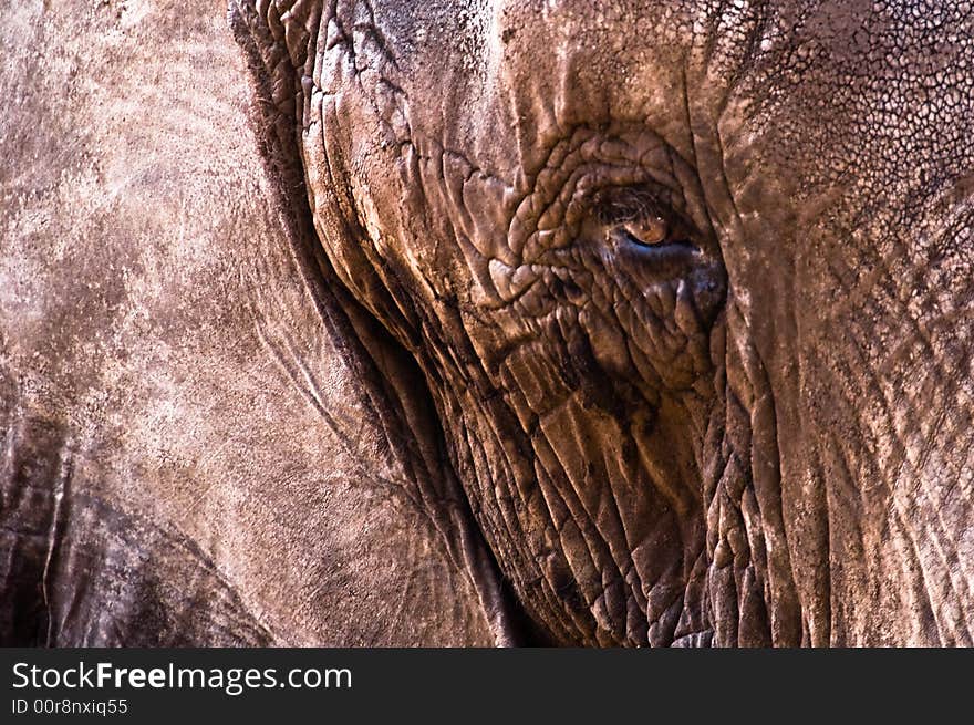 Elephant Leather Skin Close-Up