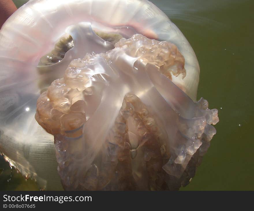 Pink jelly-fish on the hands