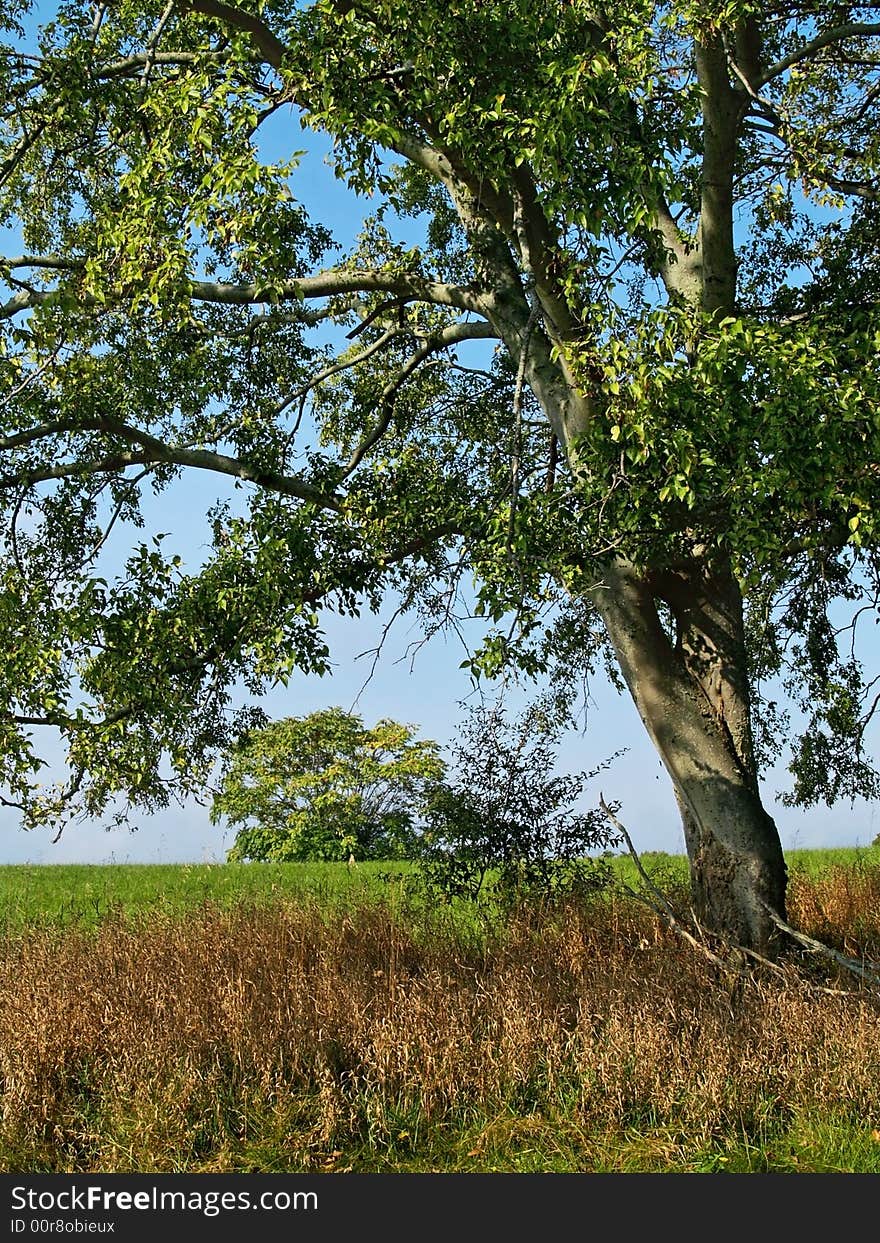 Green Field and Tree