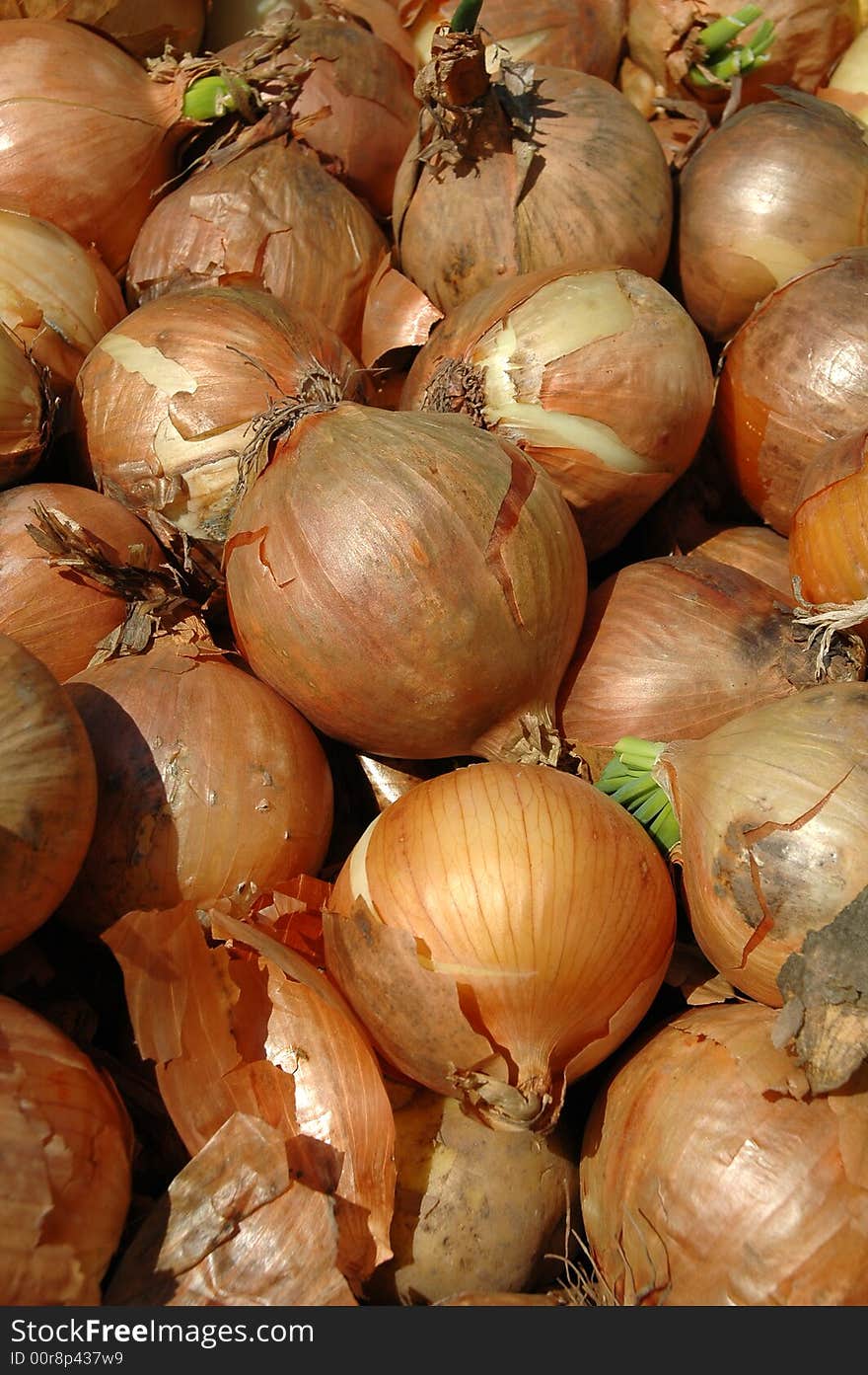 Fresh onions. Taken at a marketplace. Fresh onions. Taken at a marketplace.