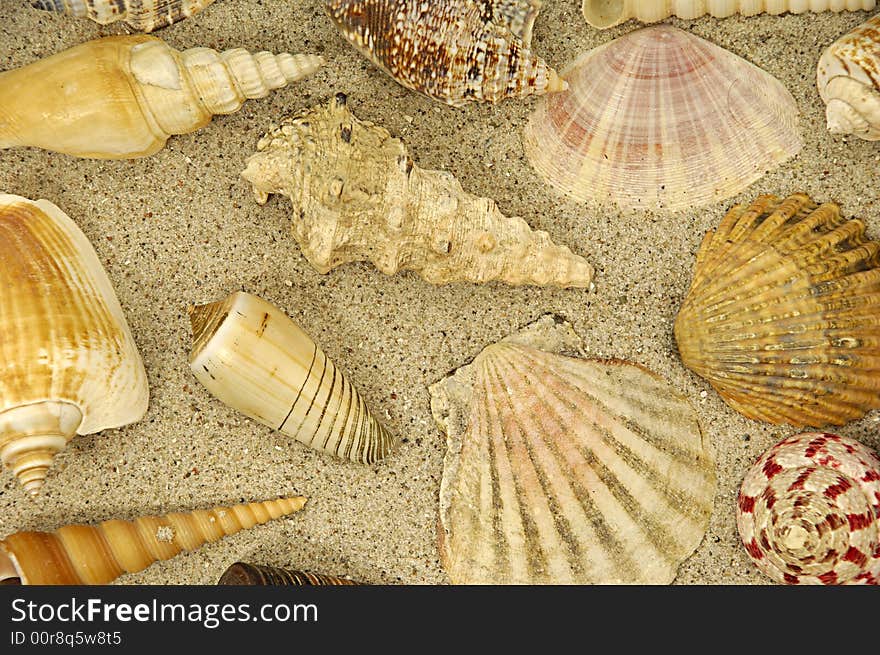 Collection with many different shells in the sand