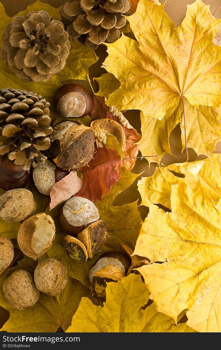 Autumn background with leaves and nuts