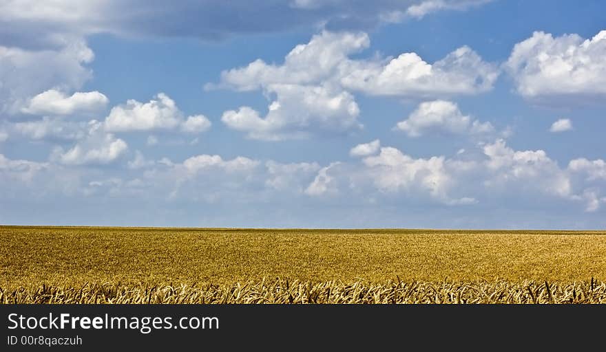 Wheat field with blue sky