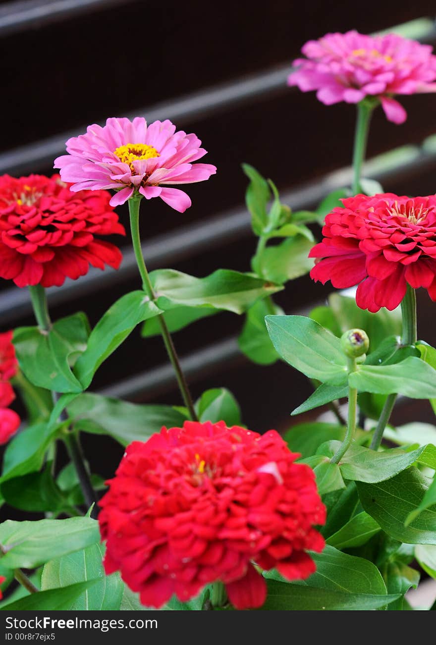 Pink flower standing out from the reds