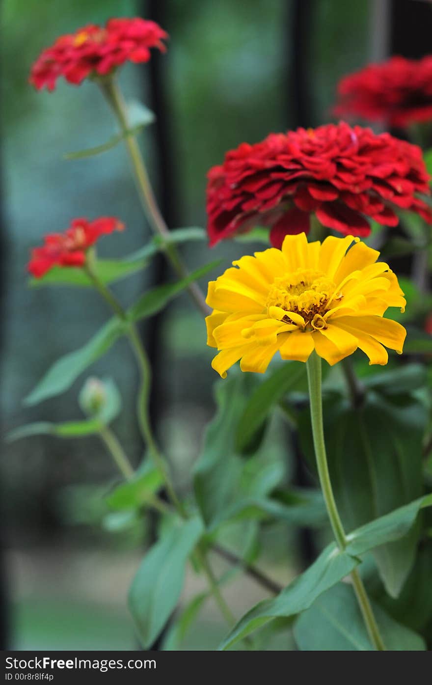 A yellow flower standing out from the rest of the red flowers. A yellow flower standing out from the rest of the red flowers