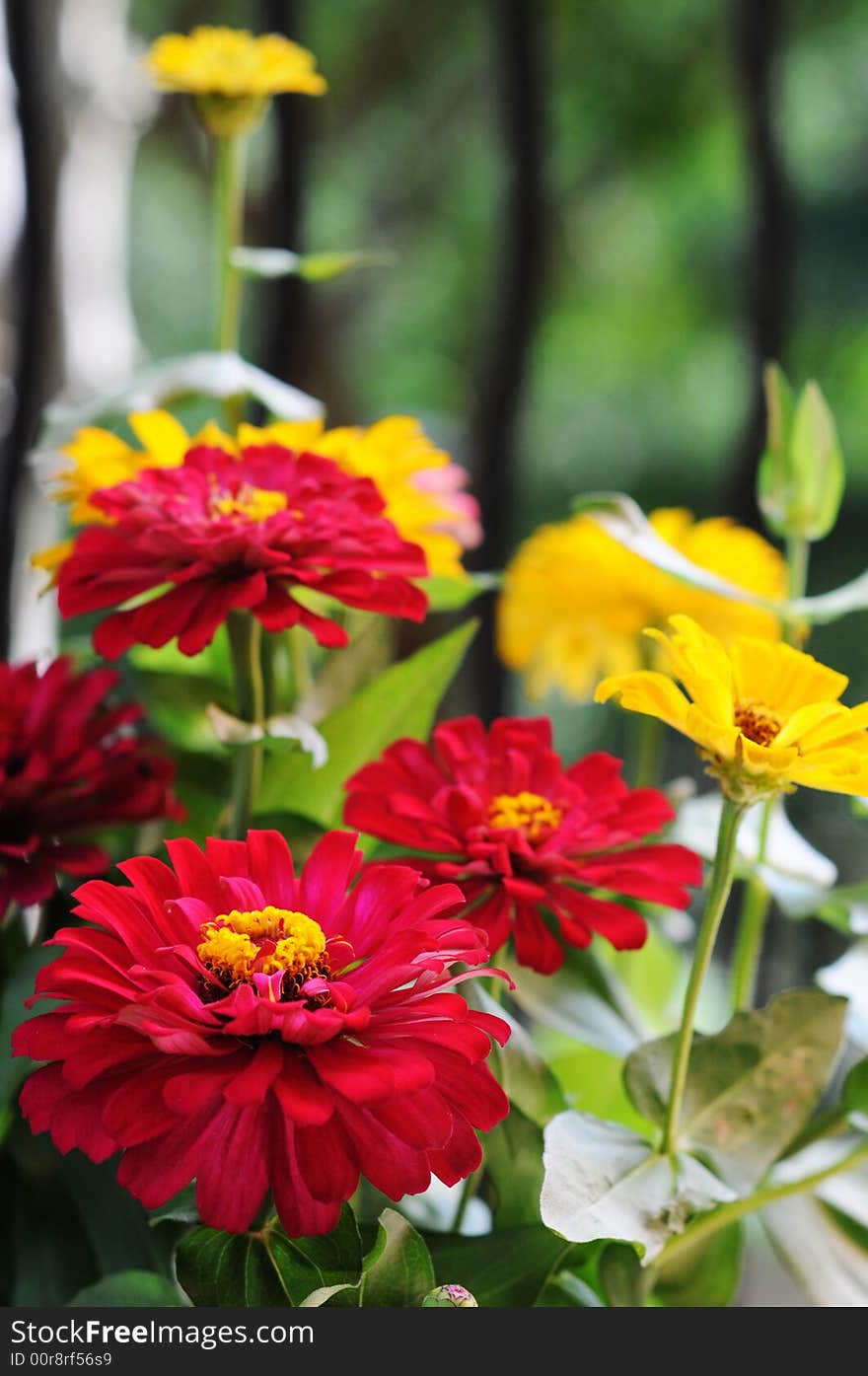 Red and yellow flowers