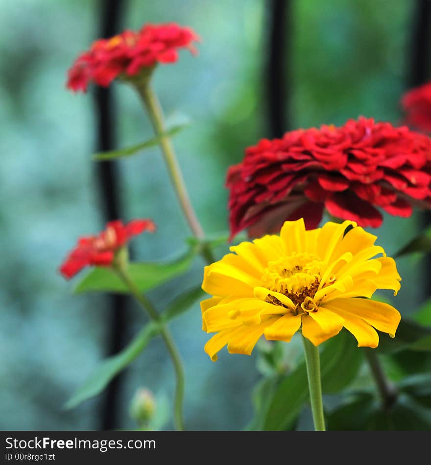 An outstanding yellow flower amongst the red ones. An outstanding yellow flower amongst the red ones