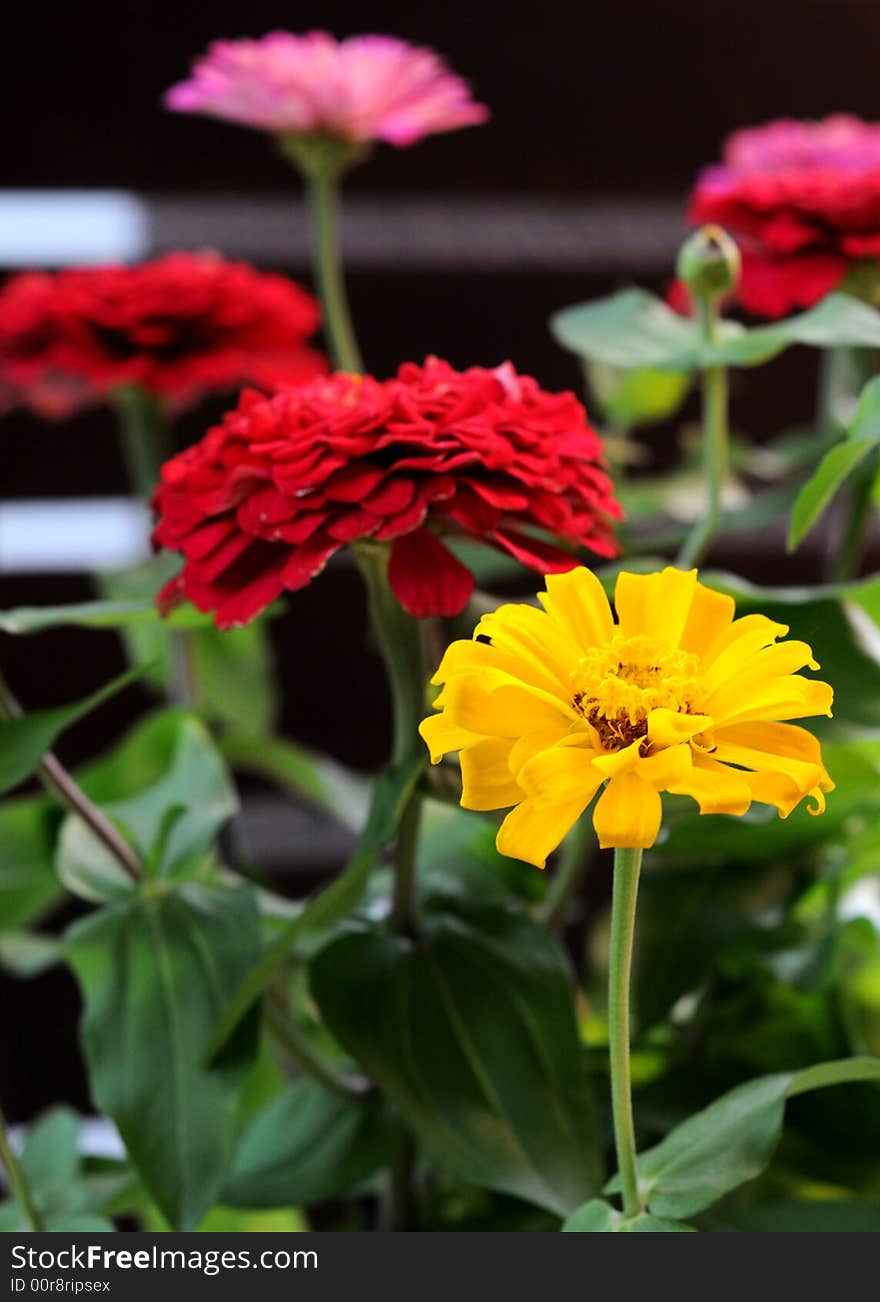 Colourful flowers