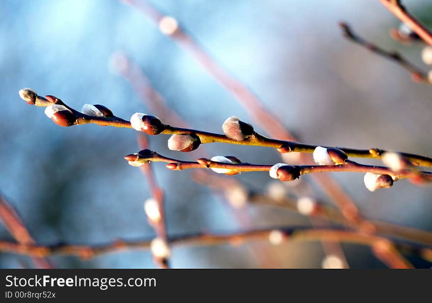 Blue Catkins