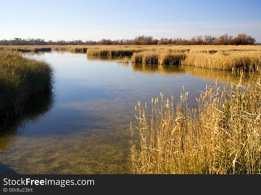 A quiet lake with golden grass