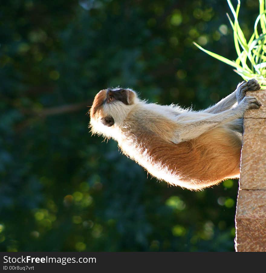 A black faced monkey looking off into the distance