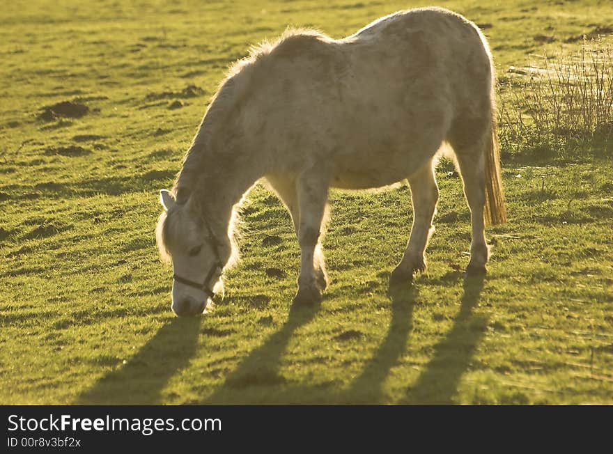 White Horse