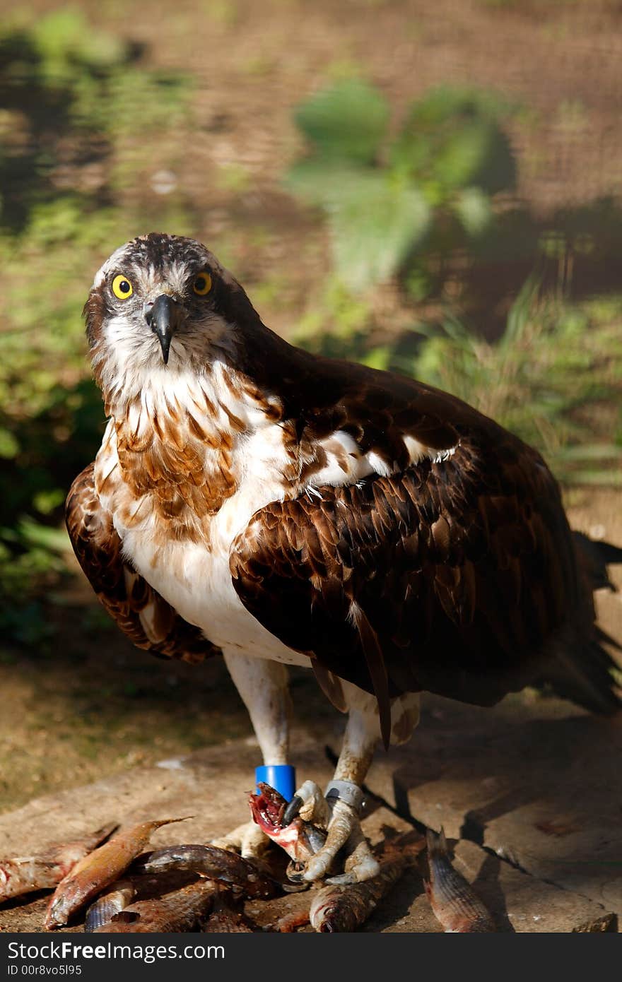 Eagle.Scientic name:Pandion haliaetus