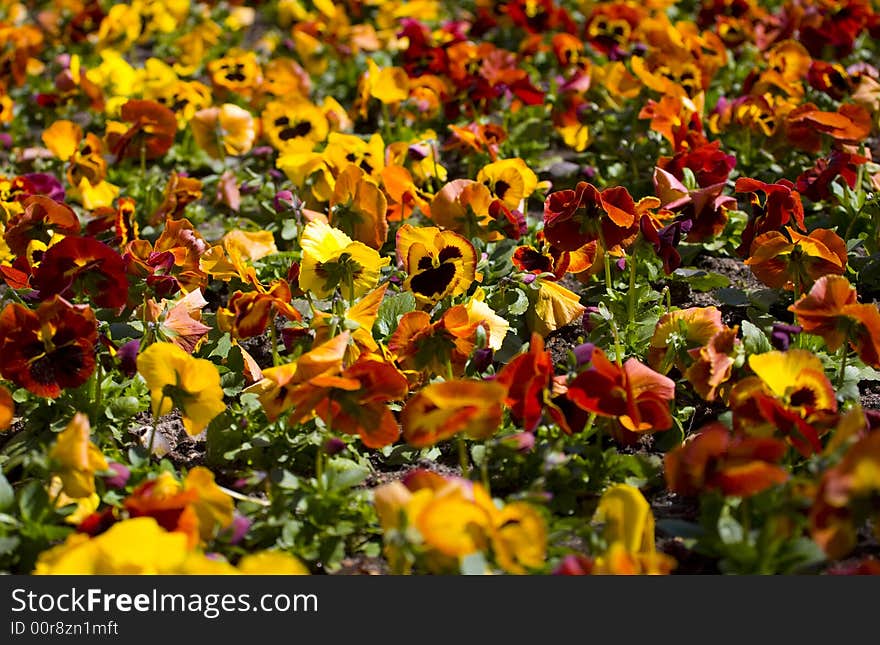 Spring flower love-in-idleness pansy yellow red background