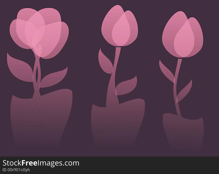 Tulips in pots with unique transparent shadows. Tulips in pots with unique transparent shadows