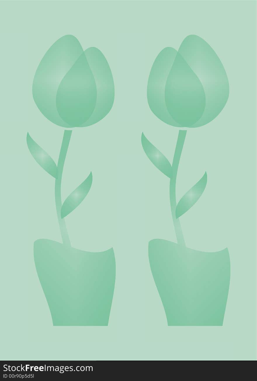 Tulips in pots with unique transparent shadows.