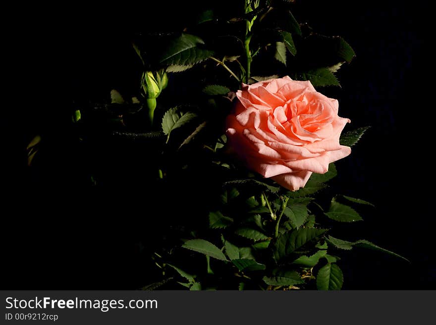 Pink rose closeup on dark background