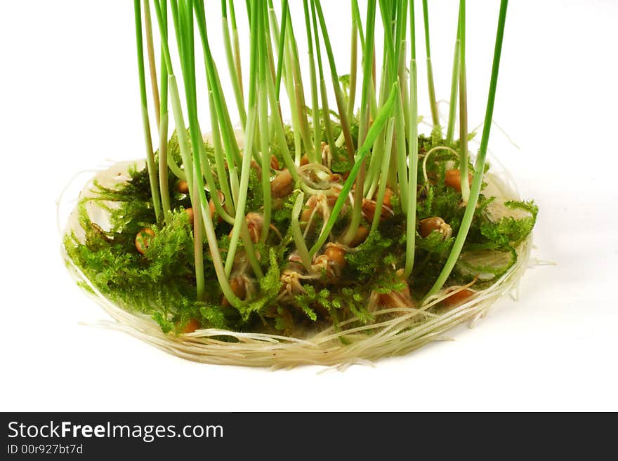 Cereal seedlings and moss on a white background. Cereal seedlings and moss on a white background.