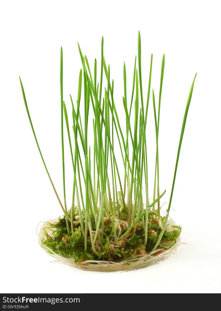 Cereal seedlings and moss on a white background. Cereal seedlings and moss on a white background.