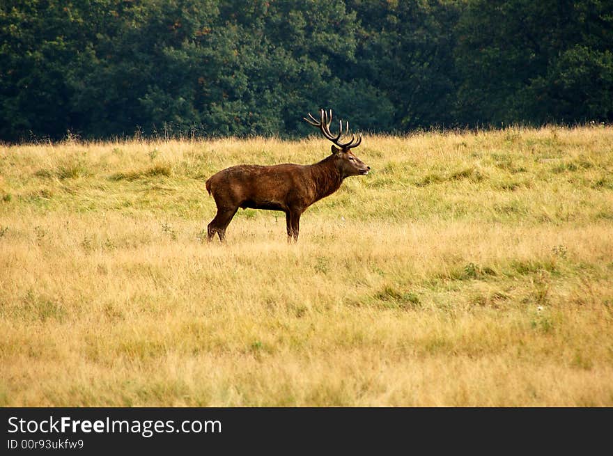 Lonely stag roaming about an empty field