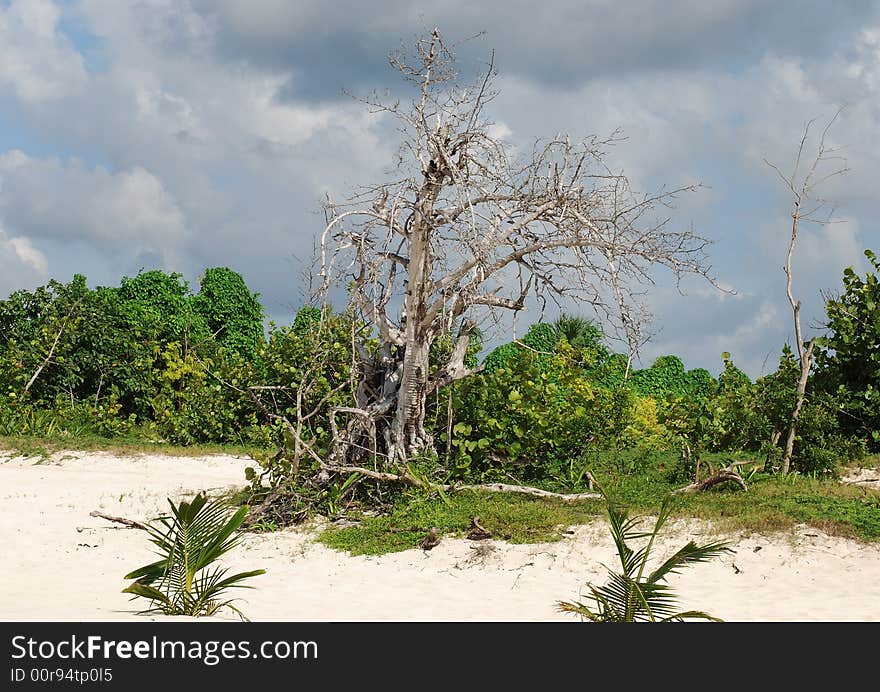 Dead Tree