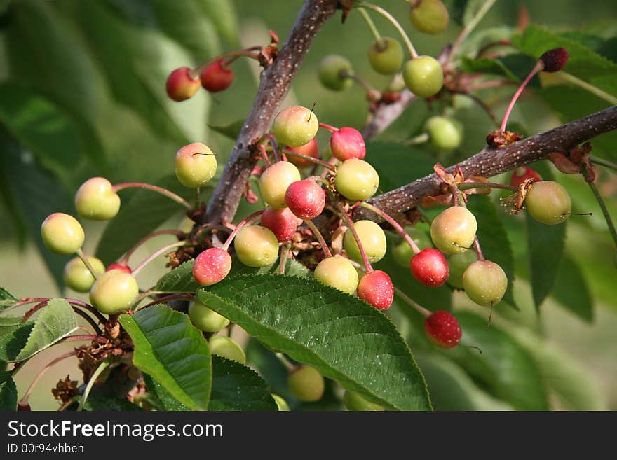 Growing Cherries