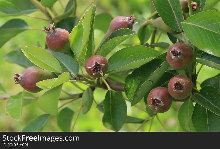 Growing Pears