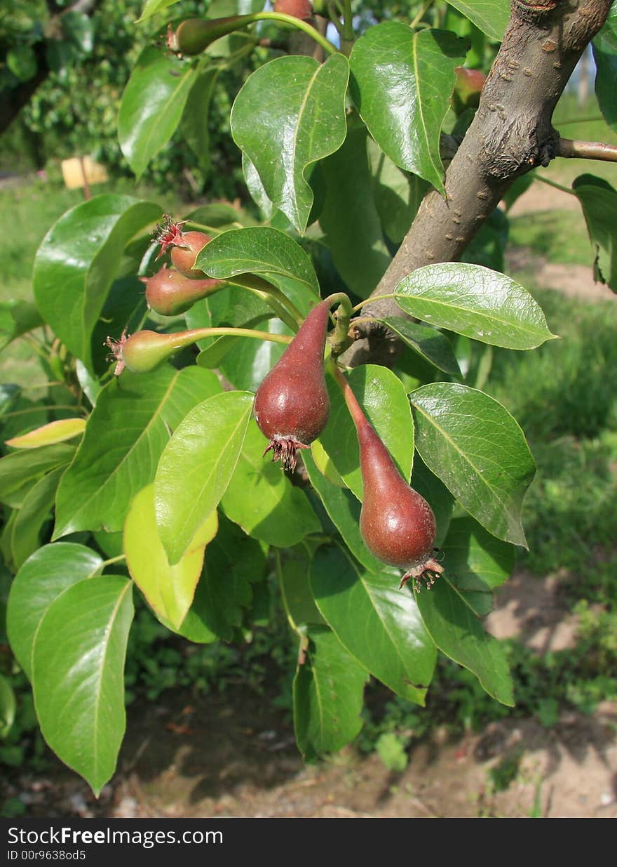 Growing Pears