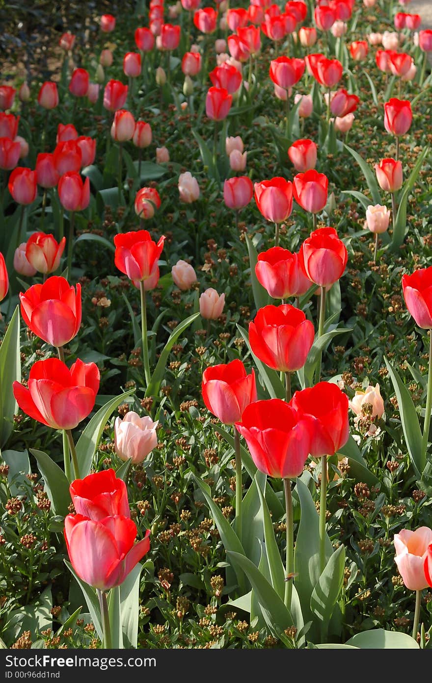 Field of red and pink tulips