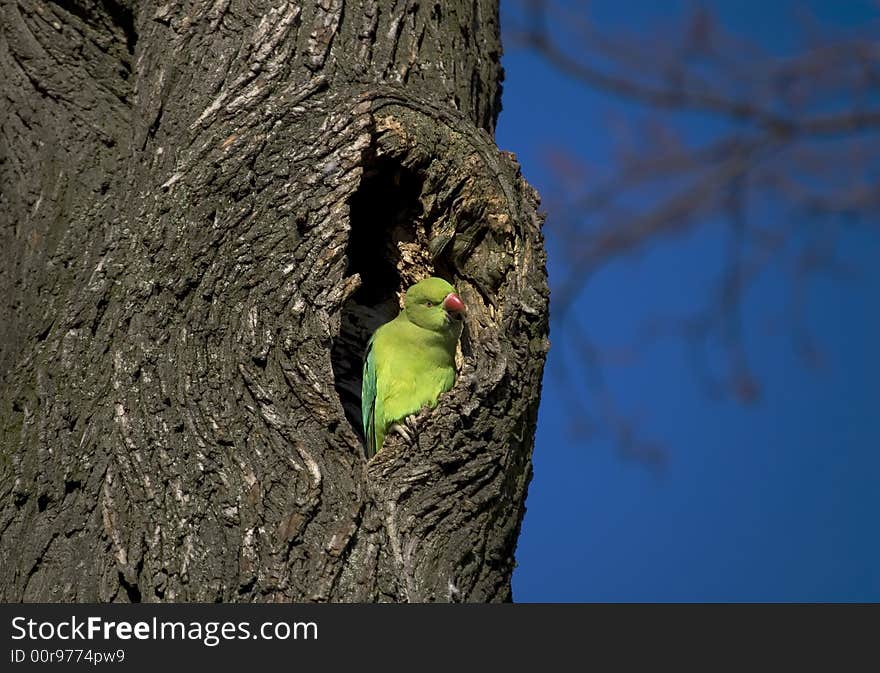 Green parrot on the tree