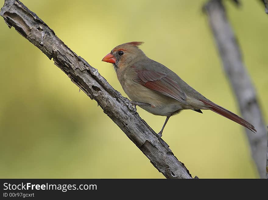 Female Northern Cardinal