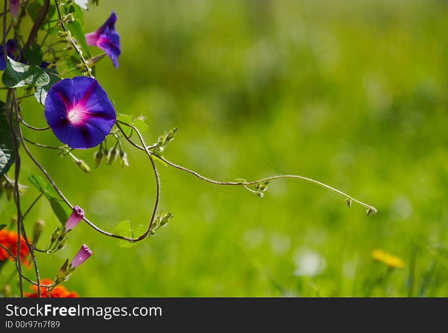 Blue-violet flower and fresh green grass background. Blue-violet flower and fresh green grass background