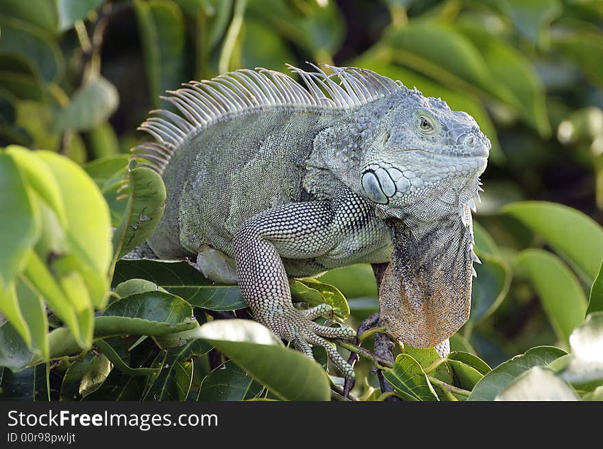 Green Iguana sunning