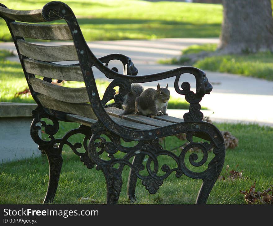 A squirrel sitting, on an old, but gorgeous chair, quietly, in a cozy afternoon. The light, the shadow, and the environment all imply that, at this moment, the squirrel is the master of this college. A squirrel sitting, on an old, but gorgeous chair, quietly, in a cozy afternoon. The light, the shadow, and the environment all imply that, at this moment, the squirrel is the master of this college.