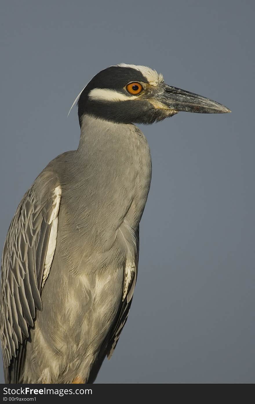 A Yellow-crowned Night Heron perched on a sign post at the local wildlife refuge