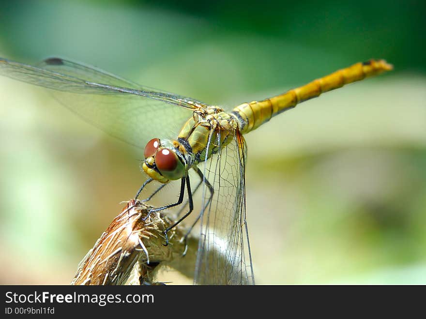 Mackro  of dragonfly on the branch