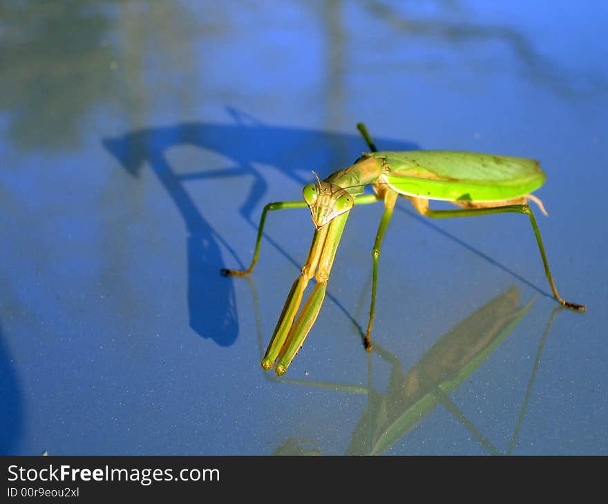 A preying mantis landed on the roof of a car and seemed to enjoy posing for pictures.