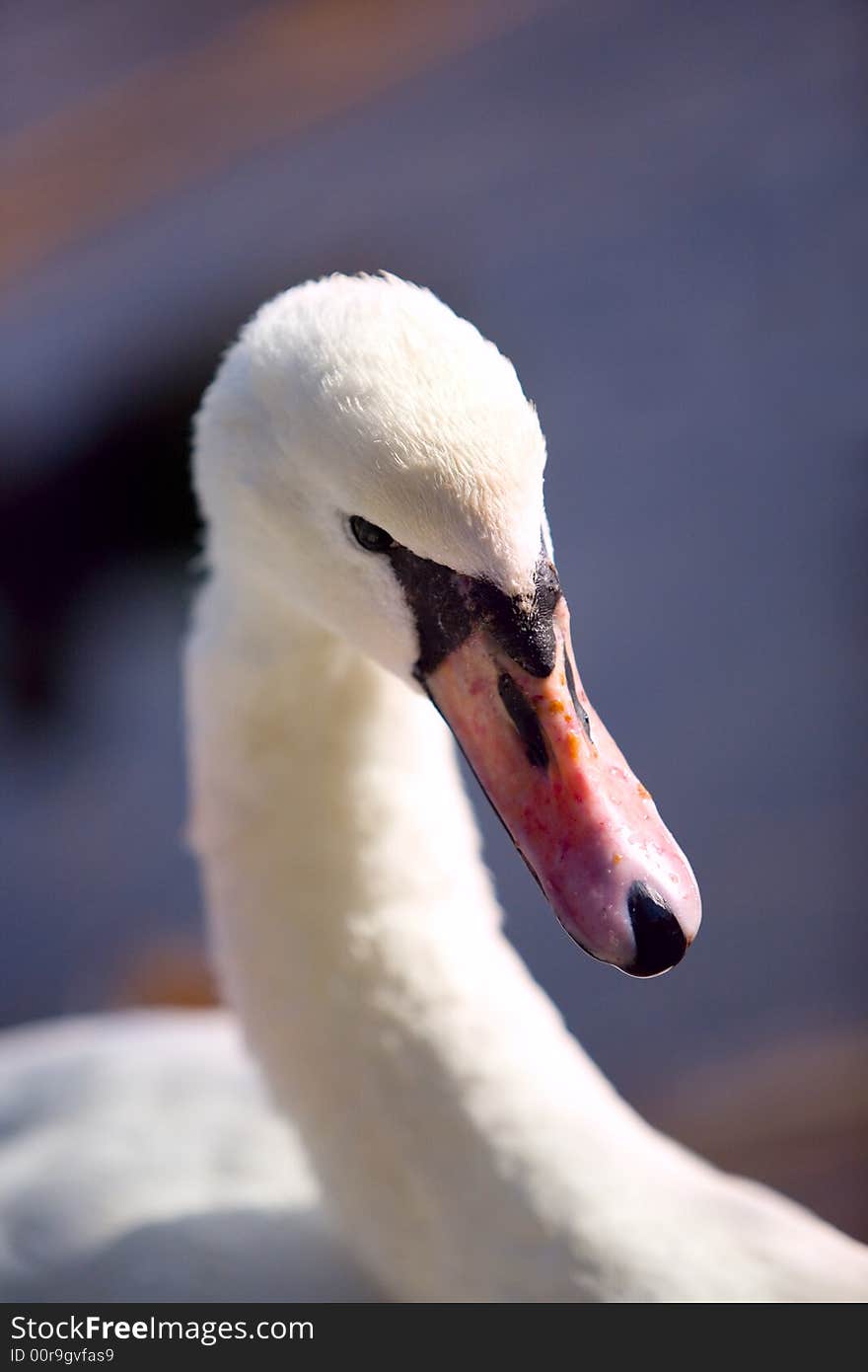 White swan close-up on the blue water background