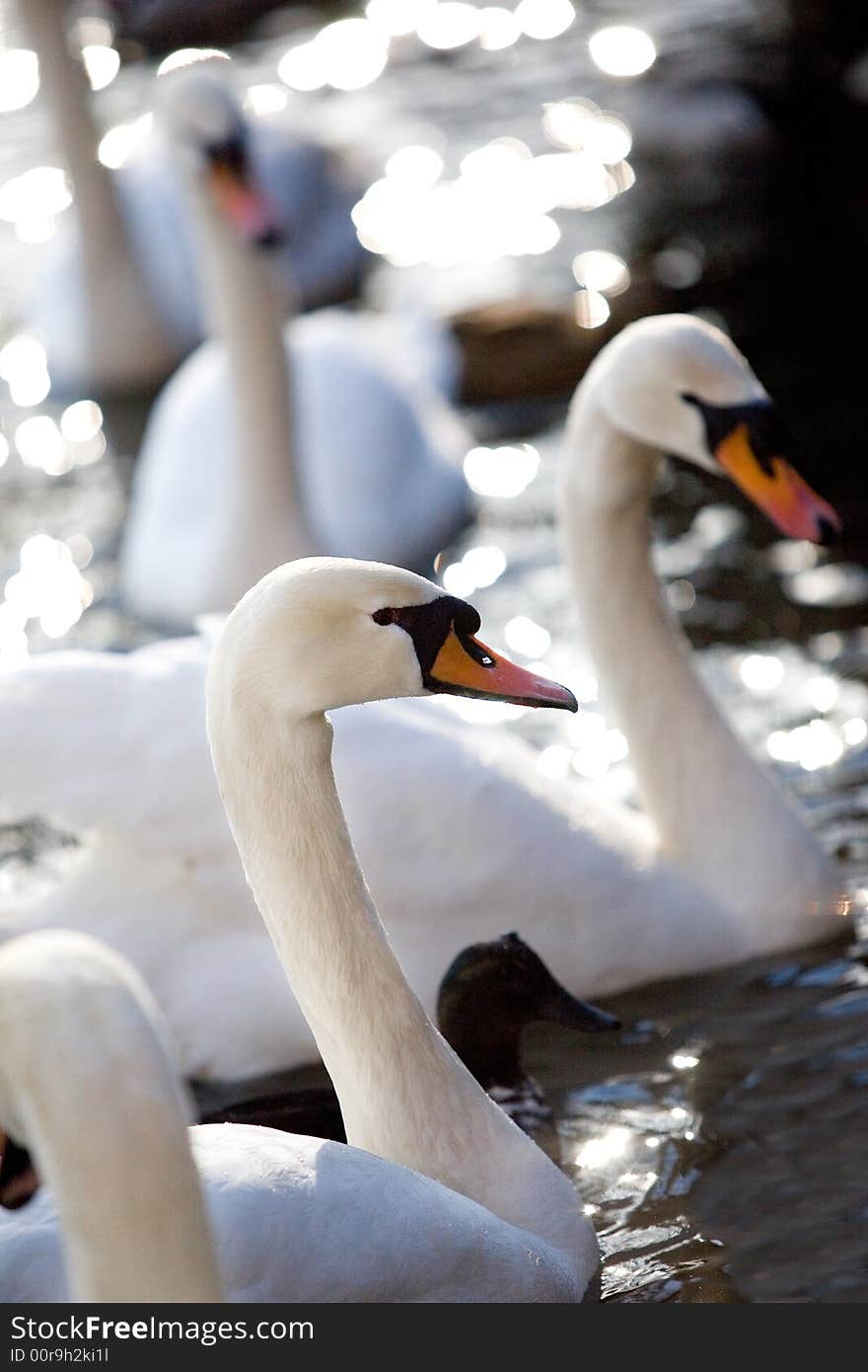 Four lovely swans on the blue water