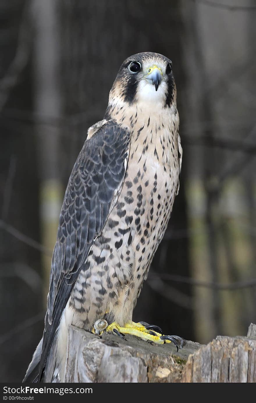 A falcon on a tree stump.