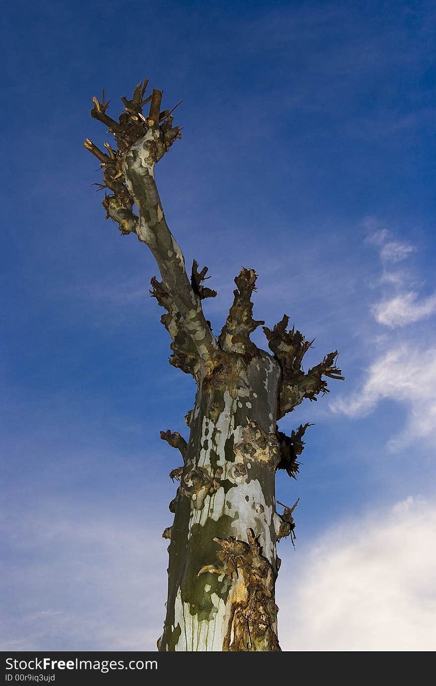 The tree in winter